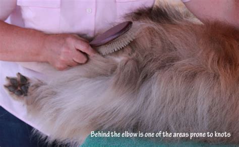 Rough pick up and breeding bang. Rough Collie Grooming - by the Rough Collie Breed Council