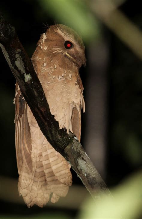 The exciting malaysian large frogmouth. Sydøstasien: Sumatra