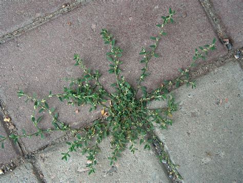 How to kill prostrate knotweed in lawns. Polygonum aviculare|prostrate knotweed|Polygonaceae