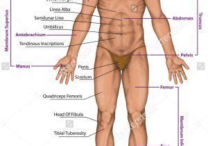 Learn the names and pronunciation of the body parts in english. Pin on Muscle