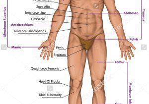 Male and female reproductive system worksheet. Pin on Muscle
