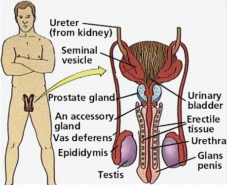 These organs work together to produce sperm, the male gamete, and the other components of semen. Reproductive System | ByHealth.com