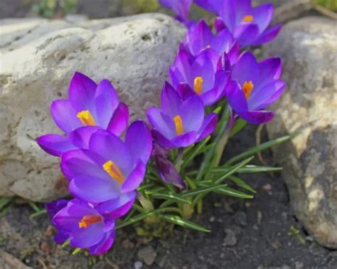We are proudly 100% australian owned and operated. Purple Flowers - NEW Paint By Number - Numeral Paint