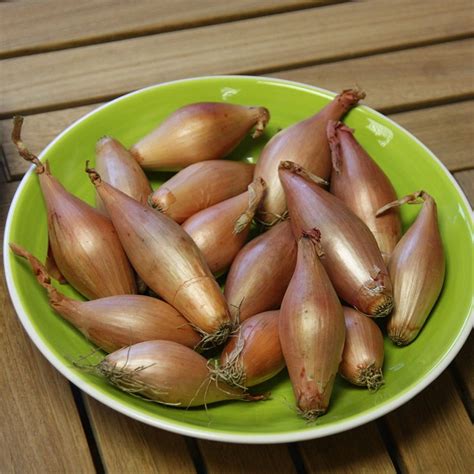 How to properly pronounce shallot? Buy yellow banana shallot sets shallot Longor (PBR): £3.99 ...