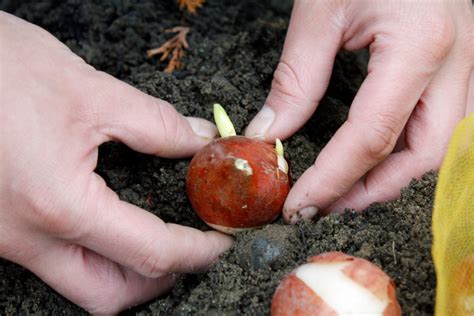 Doch wann blühen nun eigentlich die einzelnen tulpensorten , und welche tulpen gehören zu den frühen, mittleren und späten sorten? Tulpen schneiden » Tutorial Anleitungen, Tipps und Tricks