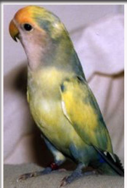 Burung lovebird memiliki banyak keunikan yang. Gambar Burung Labet (Lovebirds) Biru | Gambar Hidup