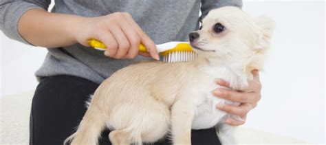 Personalized individual attention is given to each pet and expert care from our groomers throughout the grooming process. Quiz: Do You Know Grooming Best Practices? - QC Pet Studies
