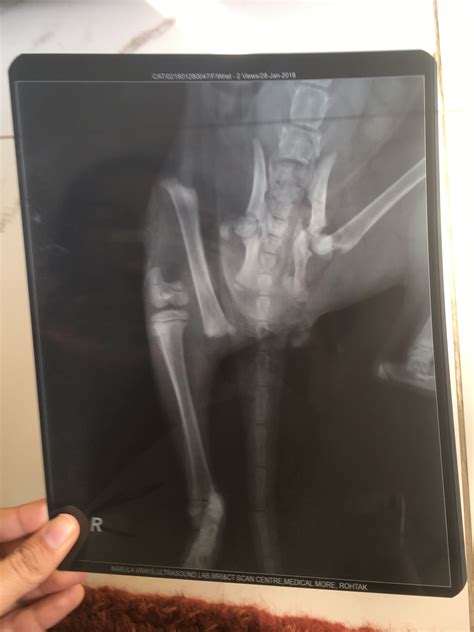 They may note a grinding of the dislocated joint. Kitten With Broken Hip Bone! | TheCatSite