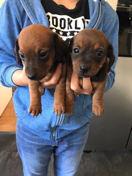 3 months old puppy, vaccinated and microchipped with a passport. Dachshund Puppies For Sale | New Jersey 3, NJ #233640