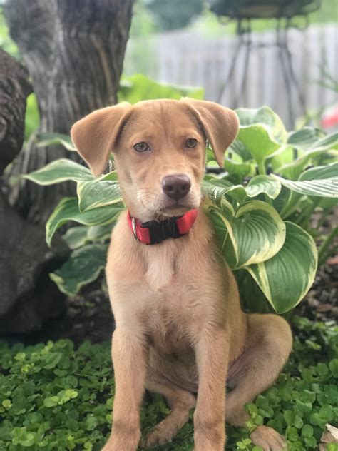 Ravioli's story 💙 when authorities brought ravioli to the wisconsin humane society, the trembling pup broke our hearts. Golden Retriever Puppies For Sale | Middleton, WI #301251