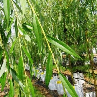 A popular golden weeping willow, salix alba 'tristis' is a large deciduous tree boasting a stout trunk topped by a graceful open crown of pendulous, brilliant yellow white willow 'tristis', golden weeping willow, salix alba 'vitellina pendula', salix alba 'vitellina tristis', salix vitellina 'pendula', salix alba. Barcham pro trees