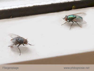 Die larven gelangen so wiederum ins ganze haus. Fliegenplage: Fliegen aus dem Haus vertreiben | Fliegen im ...