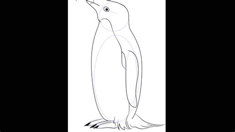 It's easy when you know how! How to draw Adelie Penguin - YouTube