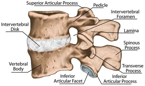 What are the names of the bones in your back? Understanding Spinal Osteosarcomas