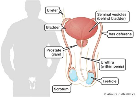 Two are called the corpus cavernosa, and the other is the corpus spongiosum. Reproduction