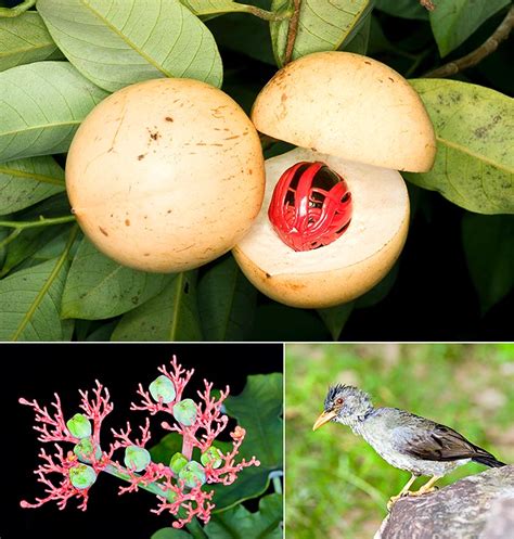 I colori vanno dal rosso all'arancione, fino al giallo e le forme possono variare da quella ad imbuto a quella triangolare. Orto botanico di Victoria : storia e endemismi delle ...