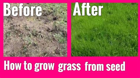 Before you begin watering a new lawn, always check the bag to see how deeply your seed should be covered with soil. How to grow grass from seed - YouTube