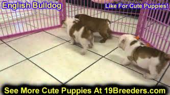 They are loved from birth and are socialized and happy babies. English Bulldog, Puppies, For, Sale, In, Green Bay, Wisconsin, WI, Eau Claire, Waukesha ...