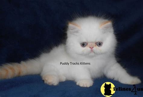 Zinfendal is a flame point male from mercedez and marco polo a red and white male. Himalayan Kitten for Sale: Flame Point Himalayan Baby Boy ...