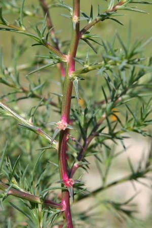 Edición por eduardo plasencia software: Sonoran Desert Plants - Salsola tragus (Russian thistle ...