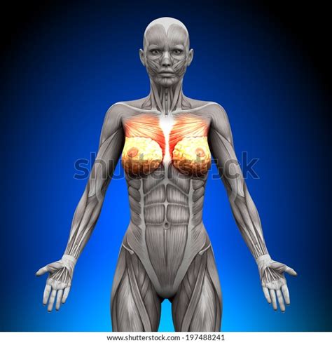 Check spelling or type a new query. Breasts Chest Pectoralis Major Minor Female Stock ...