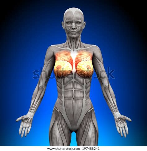 Cross section anatomy of female chest and abdomen muscles. Breasts Chest Pectoralis Major Minor Female Stock ...