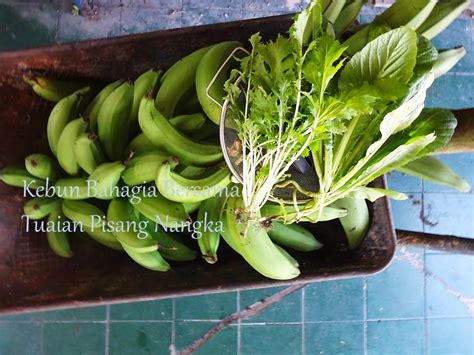Contextual translation of meaning of gaji pokok into english. Kebun Bahagia Bersama: Anak pokok pisang nangka