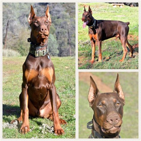 Our doberman and doberwoman cerberus' will be faithful to you as their earthly owners like they are to hades and will guard i do not breed for american or european doberman. Tyrus the Flying Jawbone, 9 months old. European Doberman ...