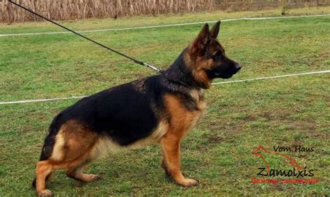 At von bergen hoch german shepherds we guarantee all of our dogs to be dm clear and all hips and elbows to be normal or better. German Shepherd Breeders Colorado ~ Zamolxishaus