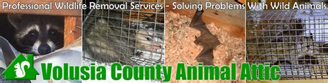 Imperial pest prevention is the number one rated pest control, termite treatment, wdo inspection, lawn spraying company that handles all residential. Attic Animal Pest Volusia County, Wildlife Control in Florida