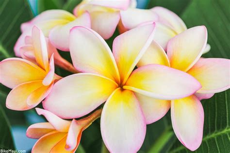 Uncle robbie plumeria cutting, maui plumeria gardens. Plumeria Flower | Maui Plant of the Month in 2020 | Maui ...