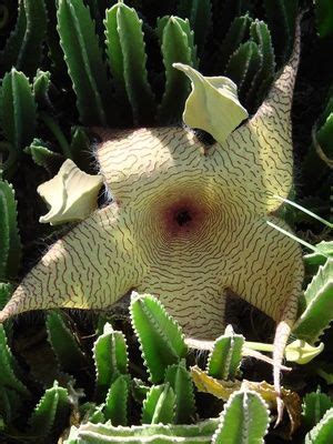 I have a very large star fish cactus that has already bloomed a big flower and has about 12 more bud still to i just wish i knew how to make them produce more flowers. How Often Will a Starfish Cactus Bloom & When | Carrion ...