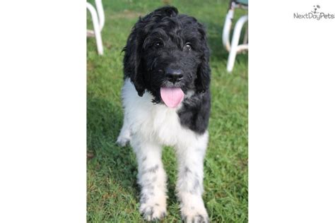 We can show you the start of the rapid growth of a newfoundland puppy. Polly: Newfoundland puppy for sale near Southwest VA, Virginia. | efb6696e-9fa1