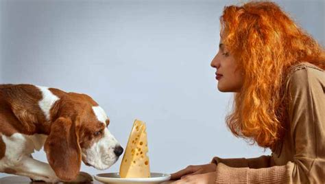 Can dogs eat cheddar cheese? Can Dogs Eat Cheese? Is Cheese Safe For Dogs? - Dog Understand