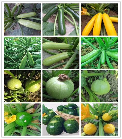 Check spelling or type a new query. Dark green with white spots squash seeds Round shape ...