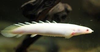 We did not find results for: Melek Perikanan: Ikan Palmas Albino; Klasifikasi ...