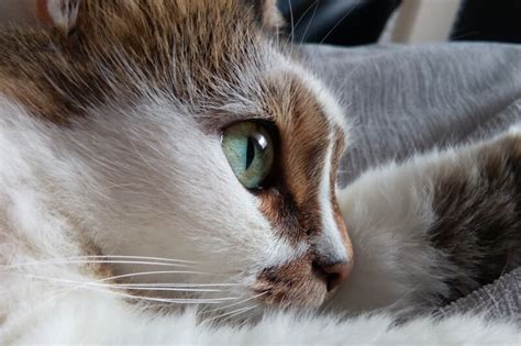 What causes distemper in cats? Upper Respiratory Infection in Cats