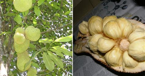 Cempedak kalimantan barat (buah exotic). Crotons World: Ada Apa Pada Buah Cempedak? Ketahui Jenis ...