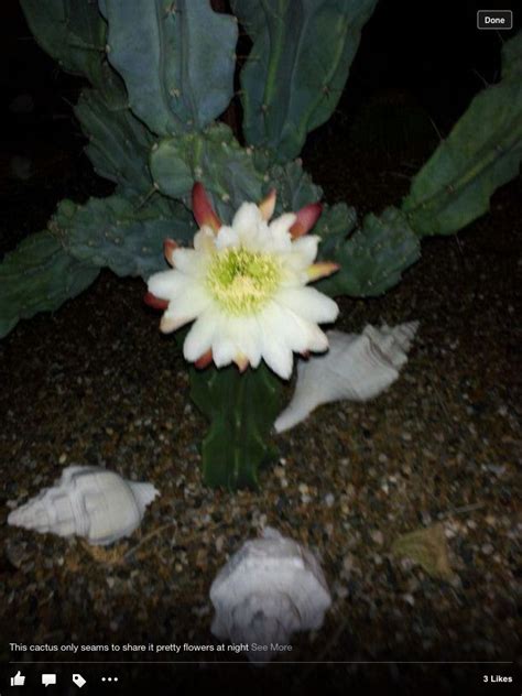 It is a rare flower from a variety of cactus species, most notably epiphyllum oxypetalum and selenicereus grandiflorus. BLOOMS ONLY AT NIGHT | Winter haven, Plants, Bloom