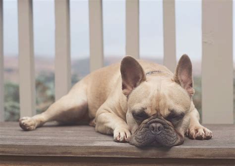 Then you can select 'show additional search options' to refine your search by age, breed and more. Oregon Live Pets French Bulldog