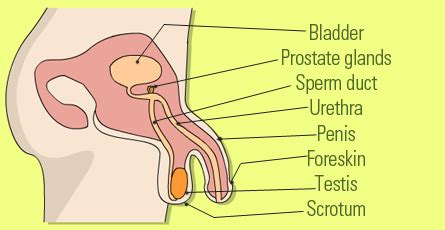 Male reproductive organs include the penis, testes, and epididymis. Male Reproductive System: Organs Functions and Problems ...