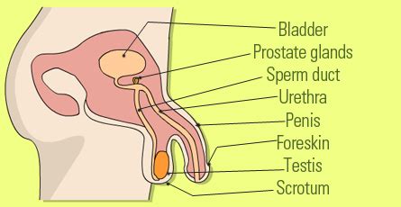 Reproductive organs are considered to be either primary or structures of the male reproductive system include: Male Reproductive System: Organs Functions and Problems ...