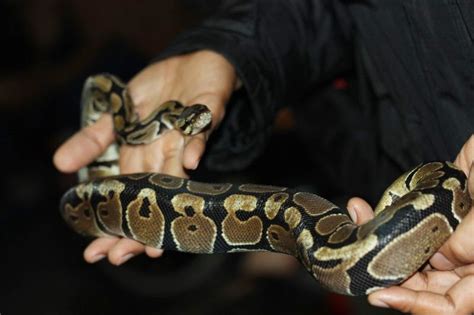 Ada ular albino minat hub 089606057506 rezian untuk daerah bandung. Jual Ular Retic Ball Phyton Jambi Murah | Hewan Indonesia ...