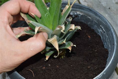 La base est noir et molle prends ton temps pour bien lire comment récupérer un cactus pourri. Comment faire pousser un ananas au Québec (Étape par étape!)