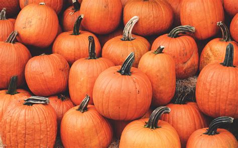 Tons of awesome macbook pro 4k aesthetic wallpapers to download for free. Download wallpaper 3840x2400 pumpkin, harvest, autumn ...