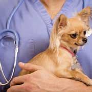Affordable price neutering and spaying for those on benefits or low income. Pet Insurance for Dogs & Cats - Get a Free Quote | GEICO