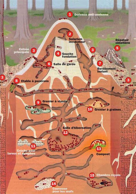 Fourmiliere interieure / fourmiliere interieure : Fourmizzz | La Fourmilière Dome de la Fourmi Rousse