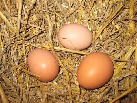 Maybe you would like to learn more about one of these? UNE POULE ROUSSE - TOUCHE A TOUT