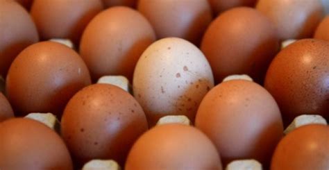 Harga telur ayam ras di kepulauan riau 21.600. Harga telur ayam dikurang 2 sen, bekalan mencukupi ...