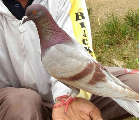 Hobi memelihara burung kicau bisa dibilang sangat digemari oleh masyarakat indonesia. Gambar Burung Dara Bagus - 12 Ciri Merpati Balap Yang ...